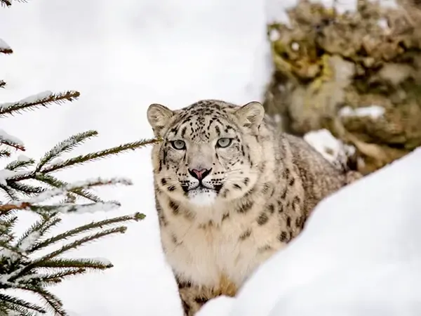 Snow Leopard Spotted