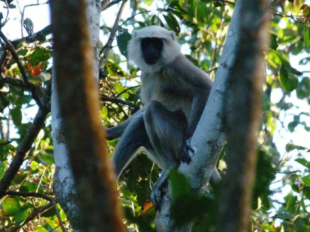 Black Langoor in Chitwan