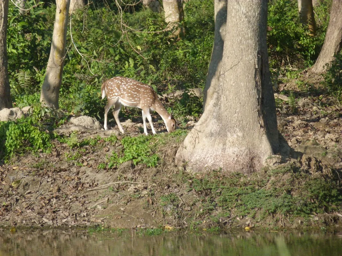Deer seen during Chitwan National park safari