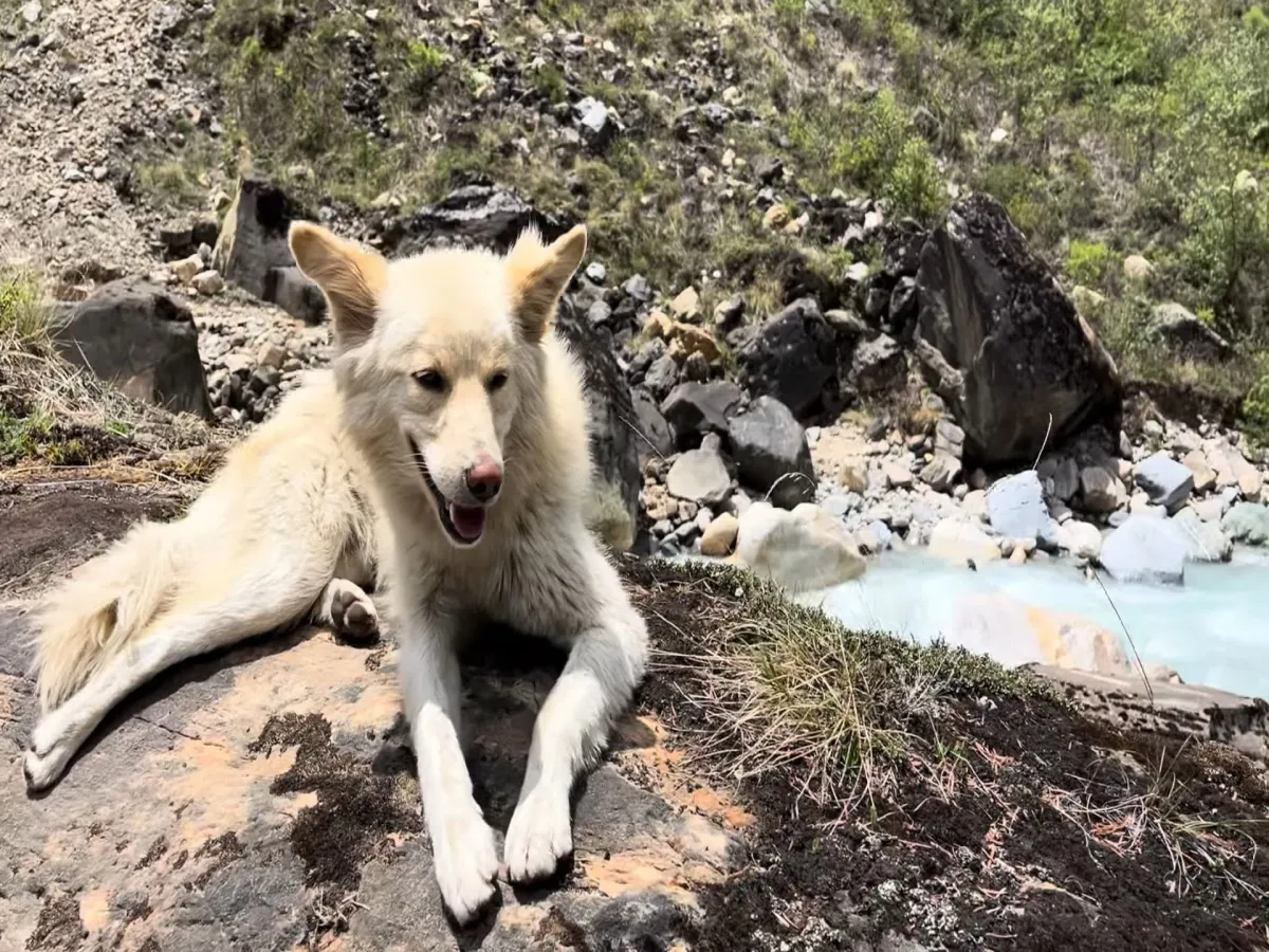 Dog sitting on the way to North Annapurna base camp