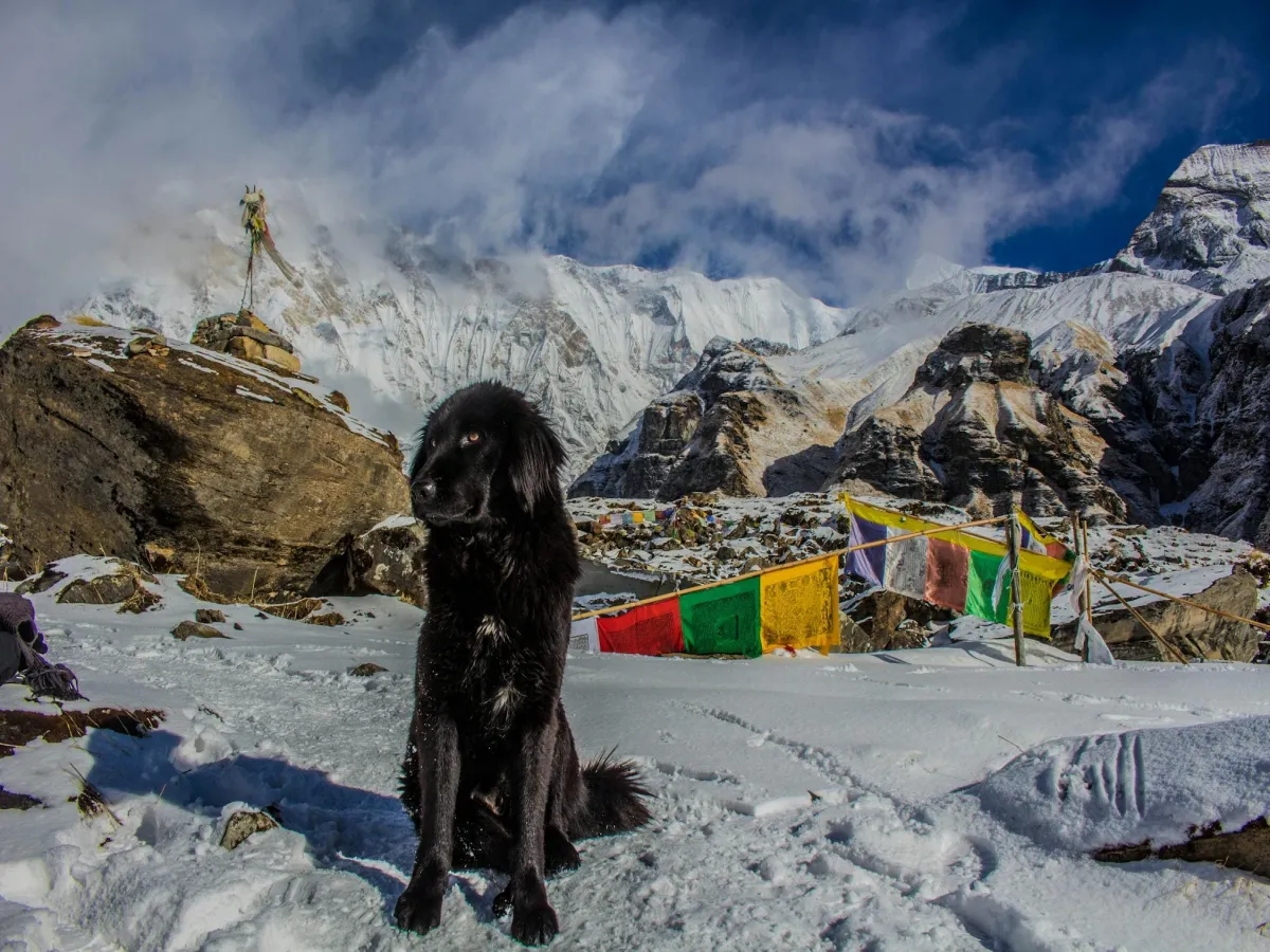 Dog standing in Lobuche