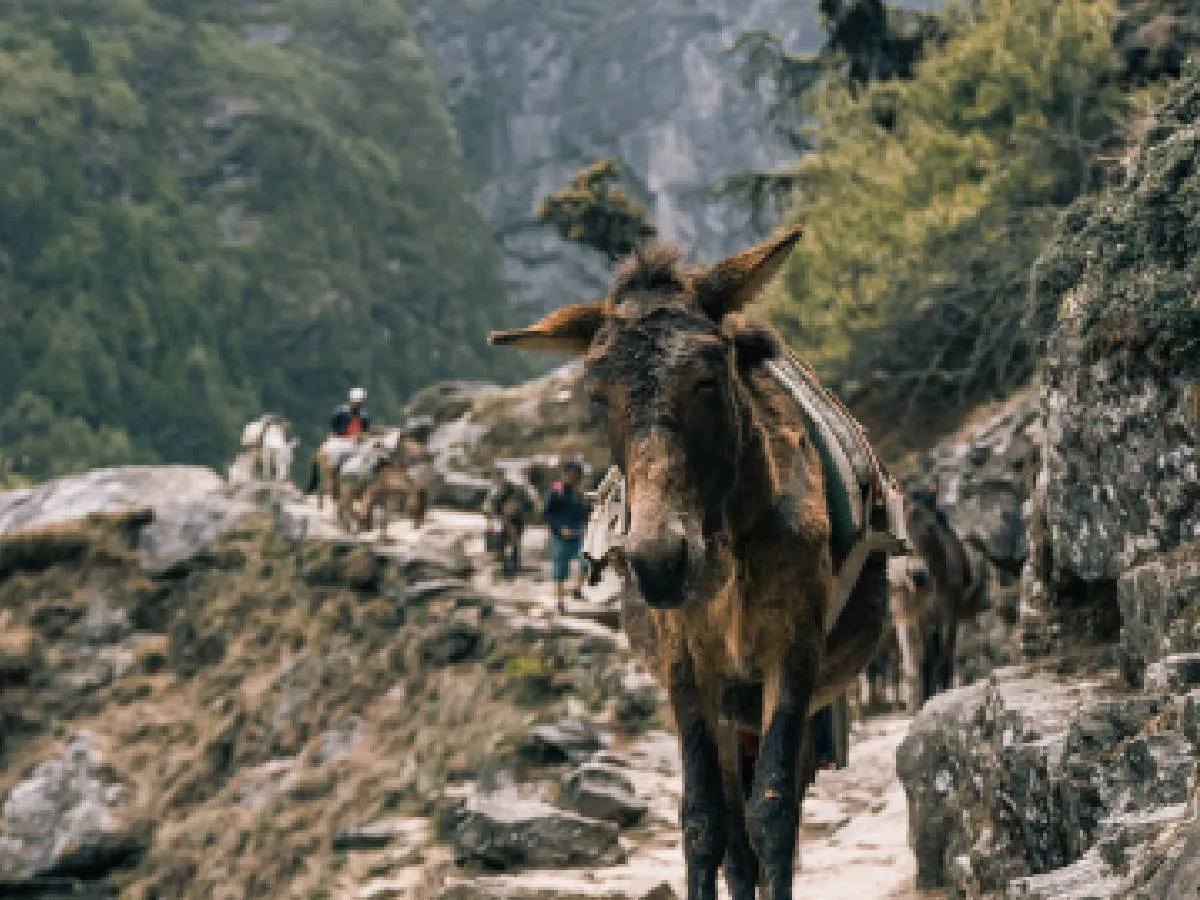 Donkey walking at Namche