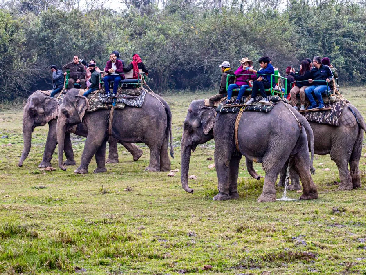 Elephant riding at Chitwan