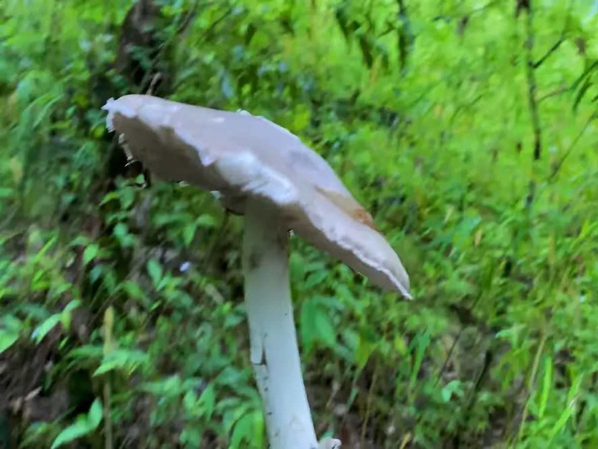 Local mushroom in Godawari danda