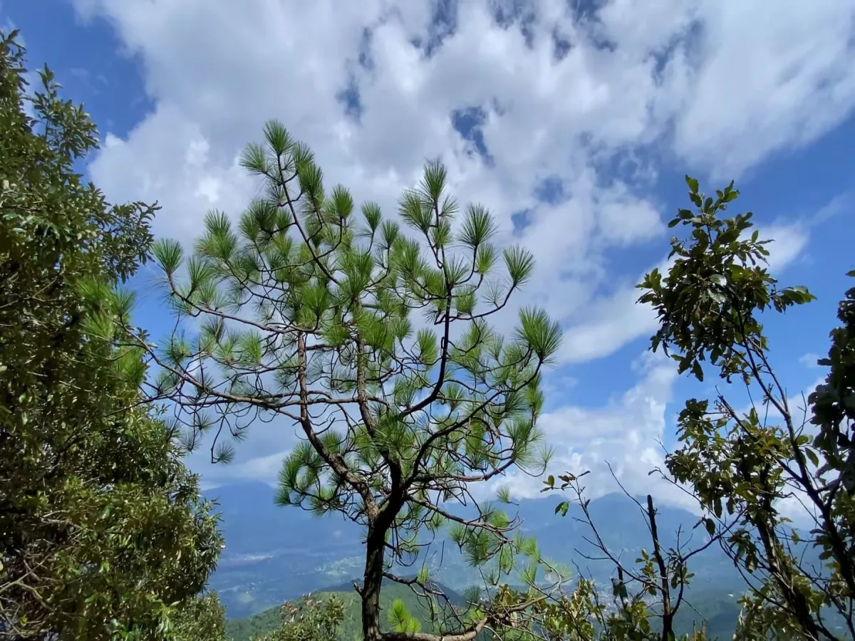 Lush green pine forest in Champa devi
