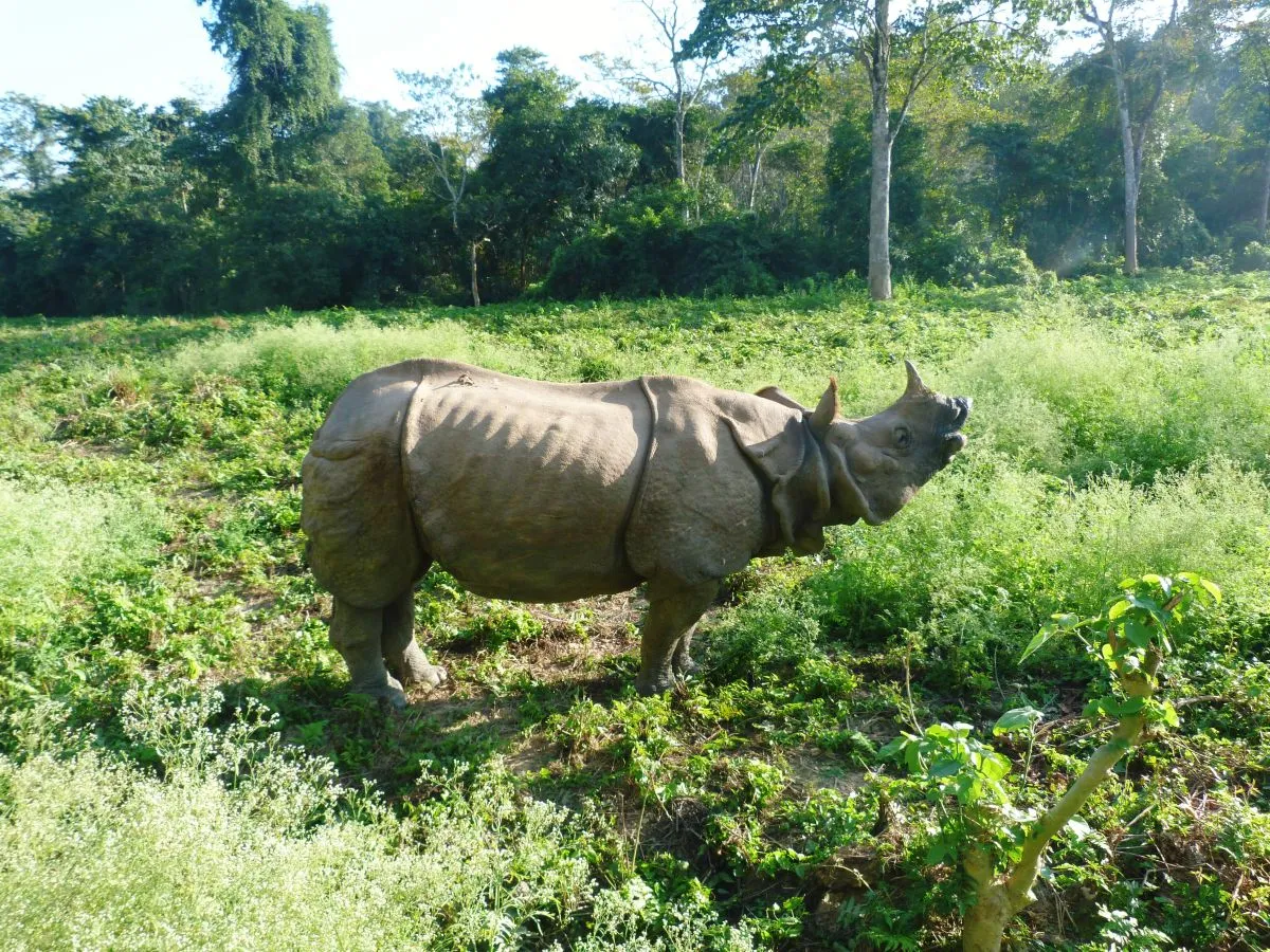 One Rhino in Chitwan