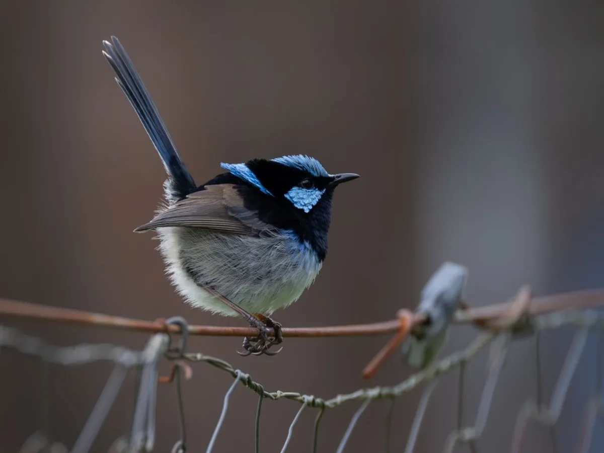 Sparrow in Koshi tappu