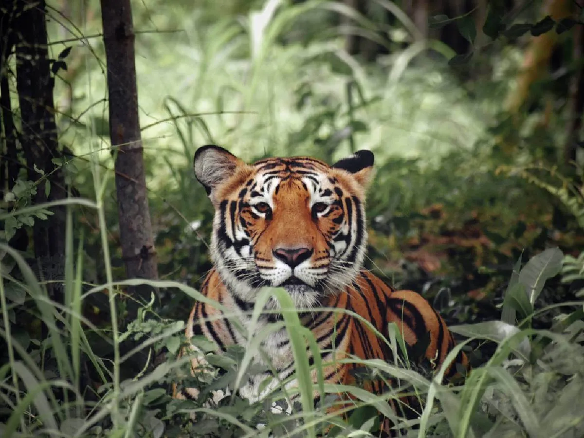 Tiger spotted on Bardia National Park