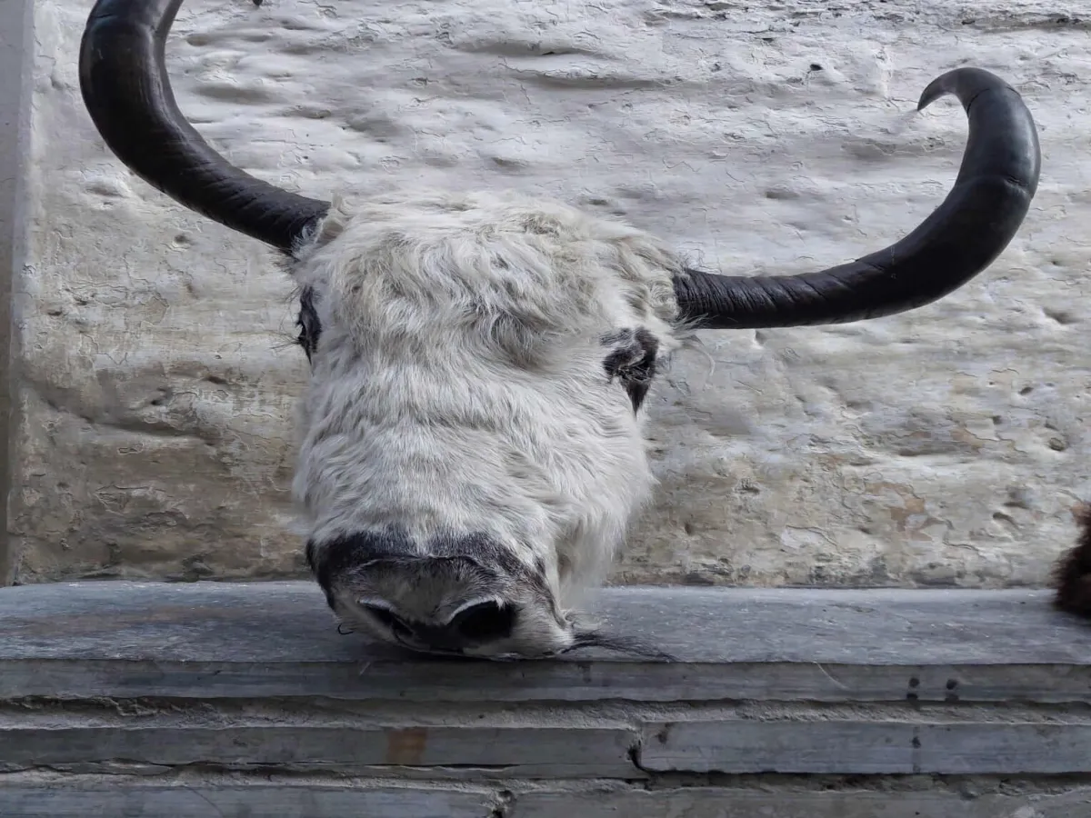 Yak head kept for showcase in Marpha