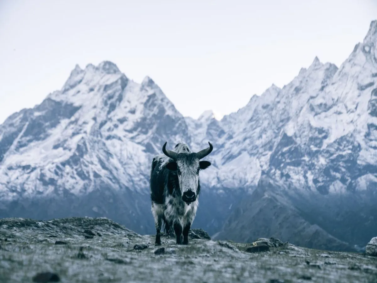 Yak on the background on Everest