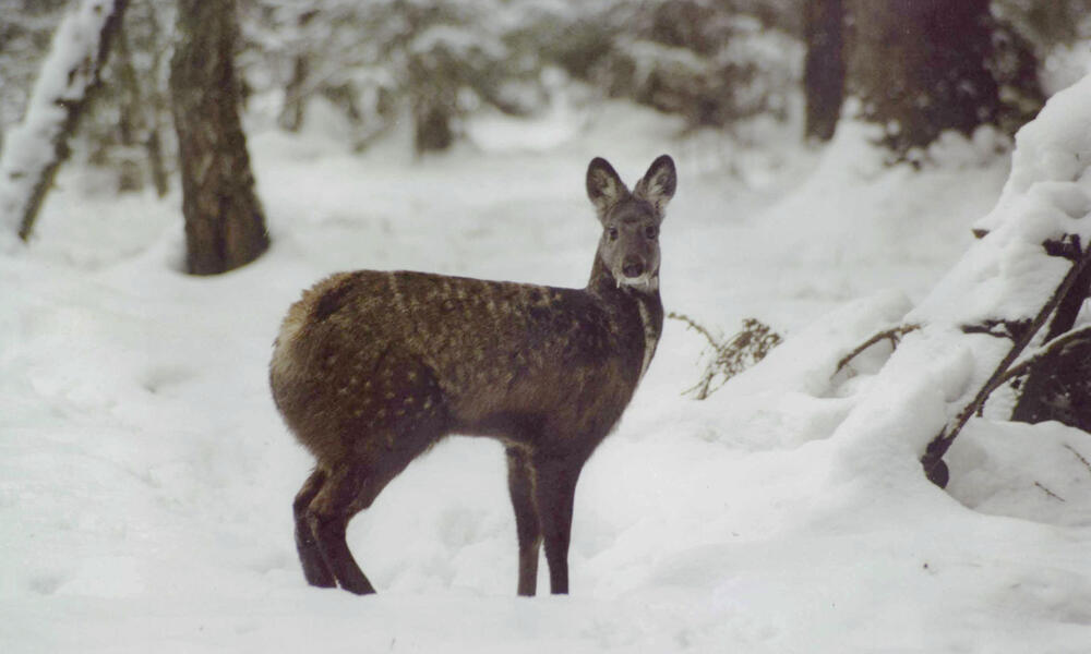 Musk deer in its natural habitat in the Everest region of Nepal.