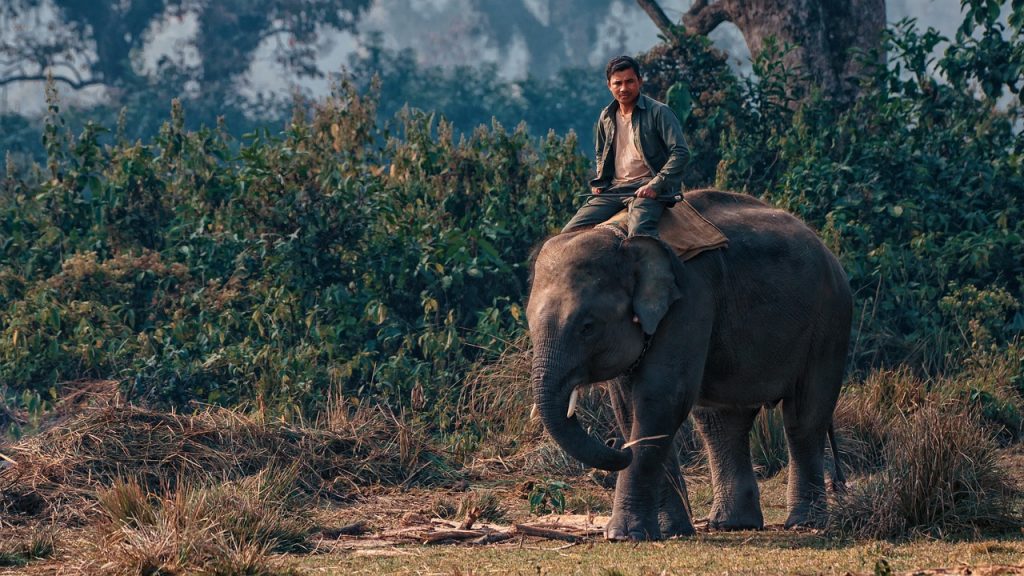 A man riding an elephant through the lush grasslands of Chitwan National Park.