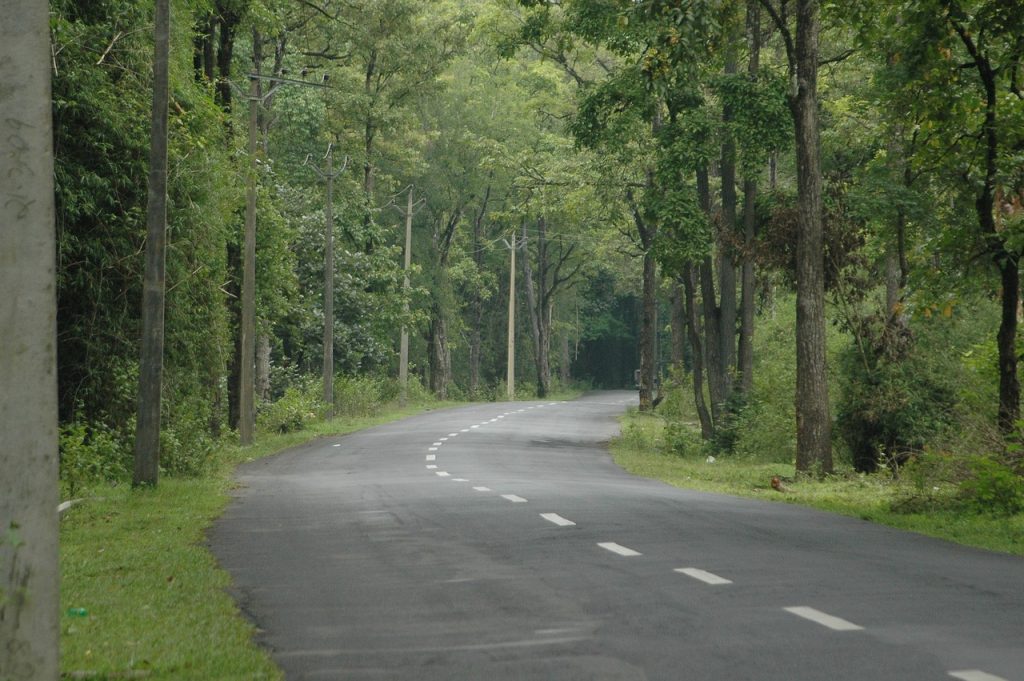 Meandering road cutting through dense greenery of Bandipur jungle with towering trees casting shadows on the path.