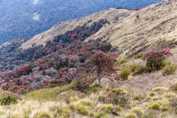 A vibrant Rhododendron, the national flower of Nepal, in full bloom, showcasing its striking red petals against lush green foliage.