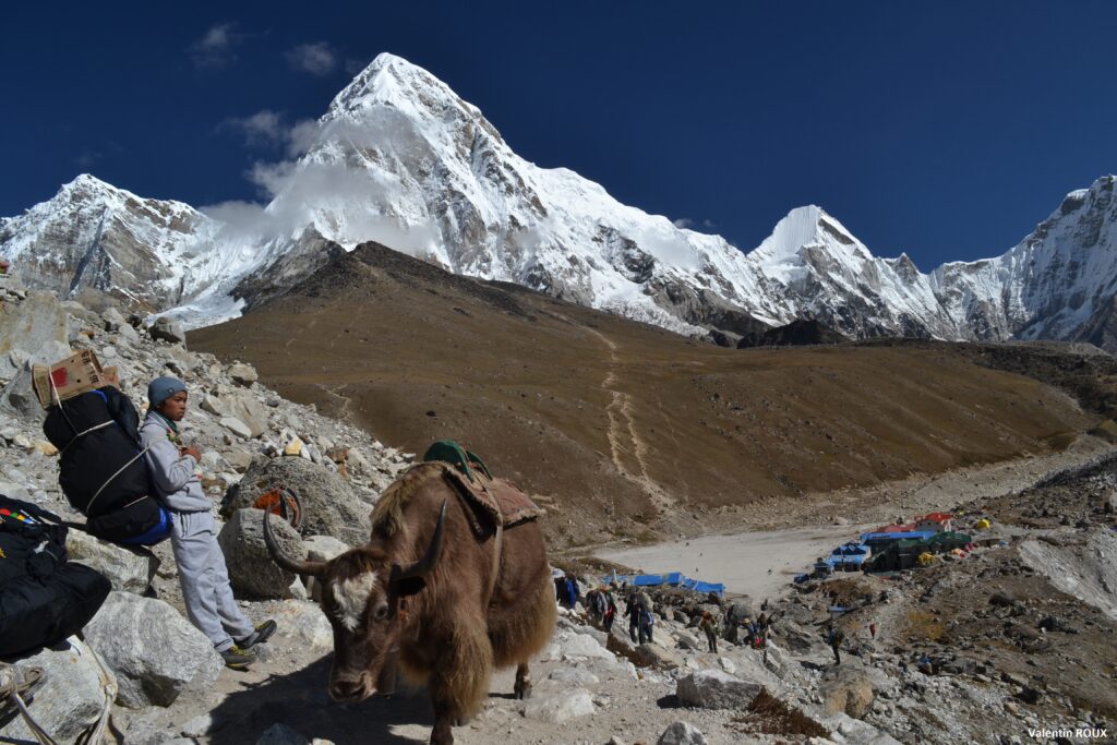 Yak grazing near Gorakshep with Everest in the background - Everest Base Camp Trek 2025