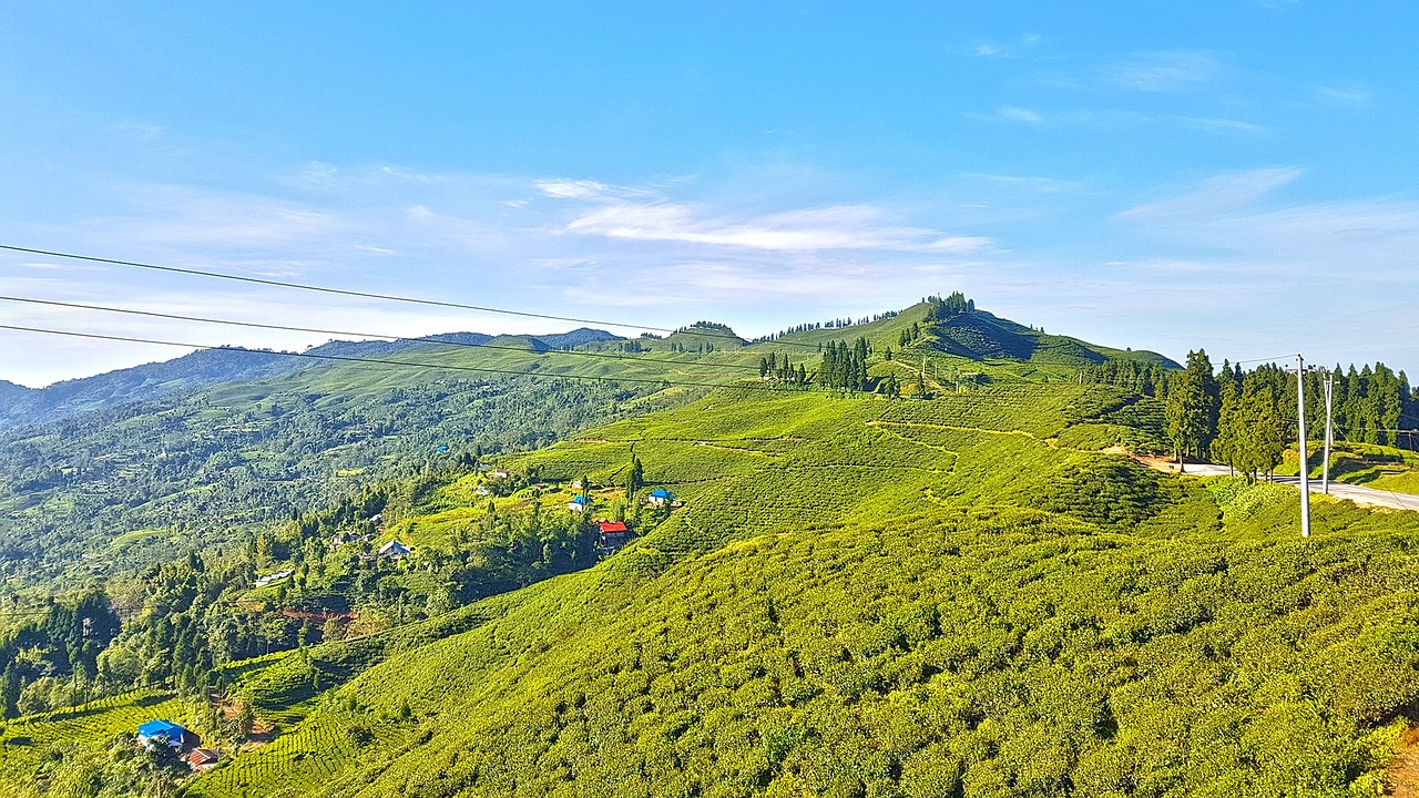 Panoramic view of Kanyam Tea Garden in Ilam with vibrant green tea bushes and misty hills.