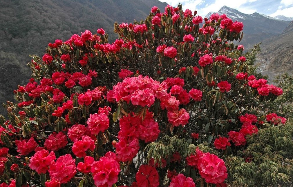 Nature’s vibrant beauty: A stunning rhododendron in full bloom, adding a splash of color to the serene trekking trails of Nepal.