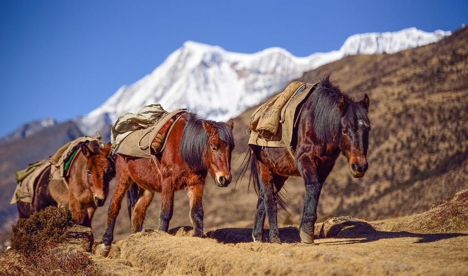 Partners in the journey! Mules carry loads along the Annapurna trek, supporting trekkers every step of the way. 