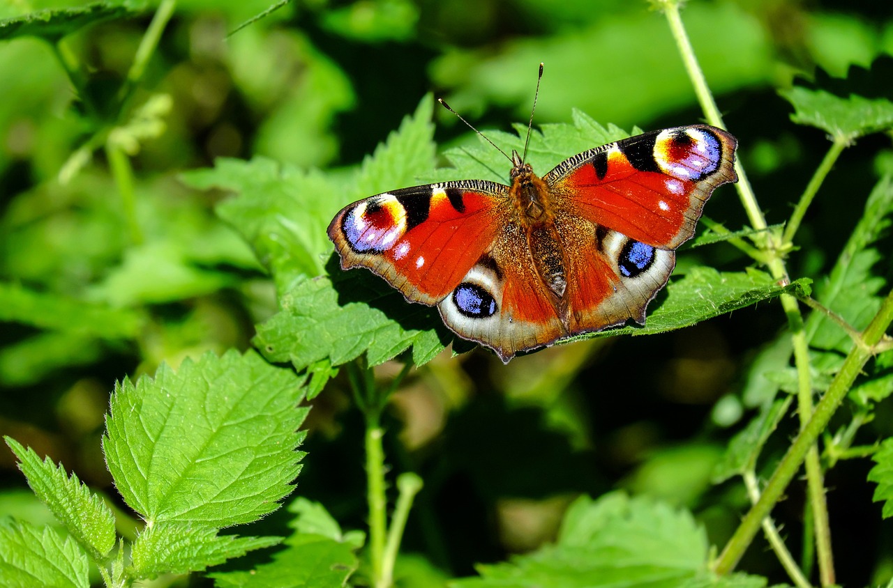 Delicate and colorful: A butterfly pauses on its journey, showcasing the intricate beauty of nature along the trail.