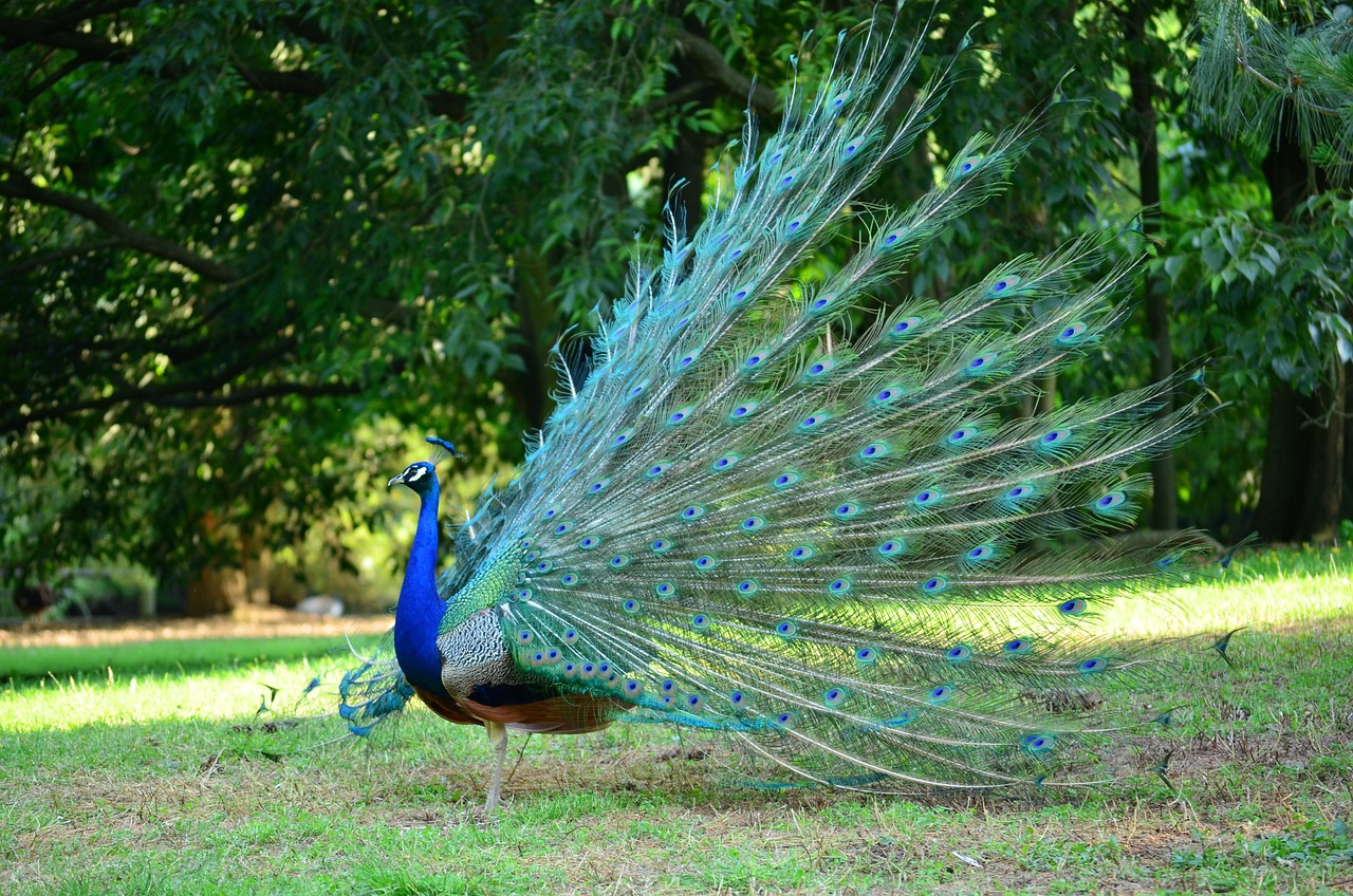 Grace in motion: A vibrant peacock displaying its stunning plumage, a valid symbol of natural beauty.
