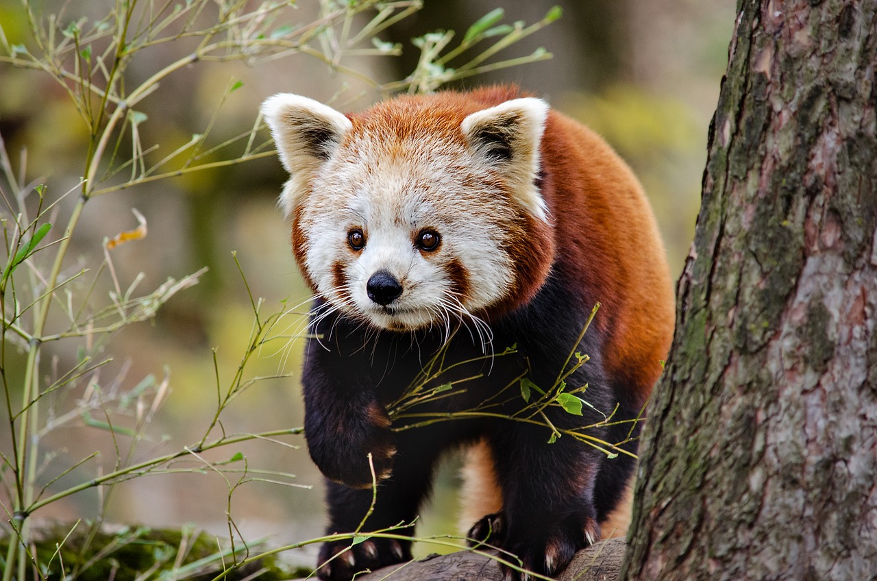 A rare and delightful encounter: A red panda was spotted along the trails, adding a touch of magic to the trek through Nepal’s stunning landscapes.