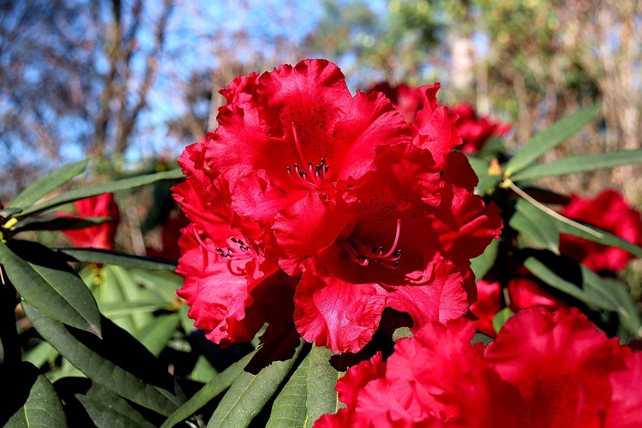 Close-up of a pink Rhododendron flower, with soft petals and vibrant color, surrounded by greenery.