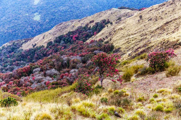 Spring on the Annapurna Circuit: Rhododendrons in full bloom, enhancing the vibrant beauty of the trek during the best season to explore.