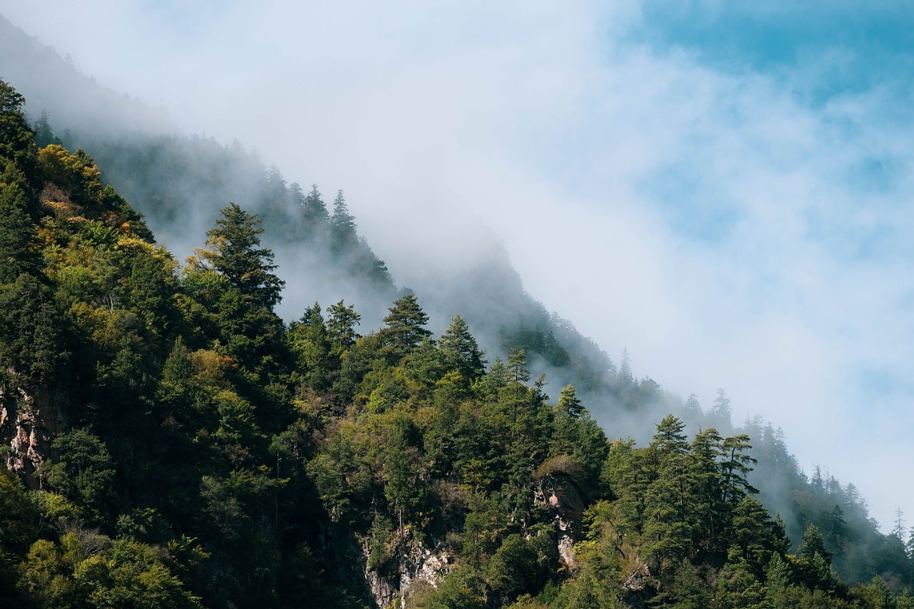 Alpine forest view along the Manaslu Circuit Trek, with tall pine trees and mountain backdrops.