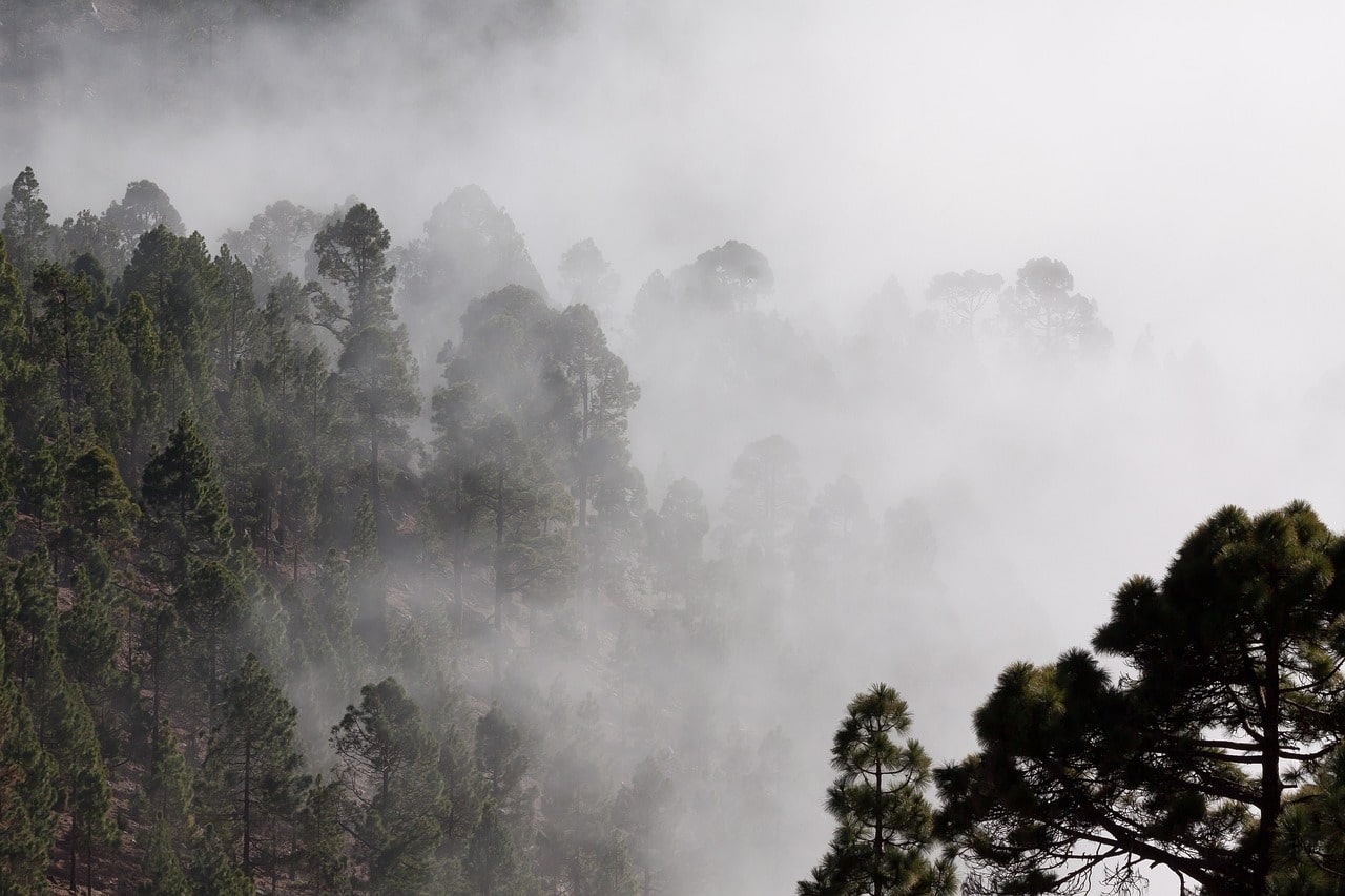 Trekker walking through fog-covered pine jungles on the Manaslu Circuit Trek.