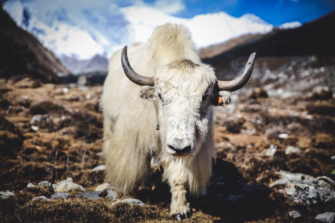 A majestic Himalayan yak grazing on the lush meadows, seen along the scenic Manaslu Circuit Trek.
