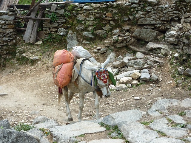 A donkey carrying heavy loads on its back, walking along a mountain trail in Nepal.