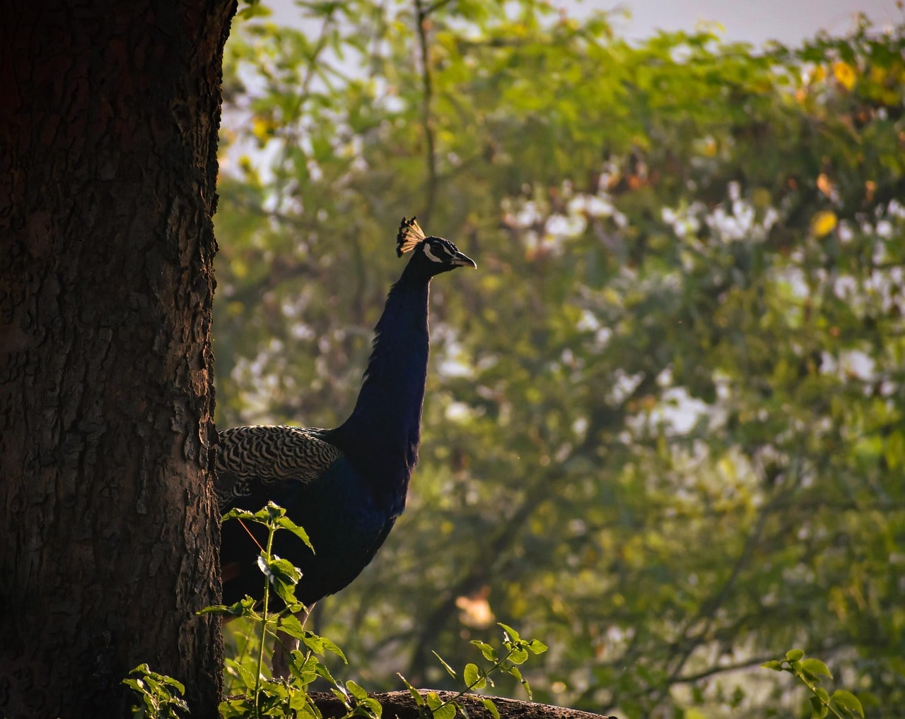 A vibrant peacock displaying its stunning feathers, adding a splash of color to the natural beauty of Nepal.