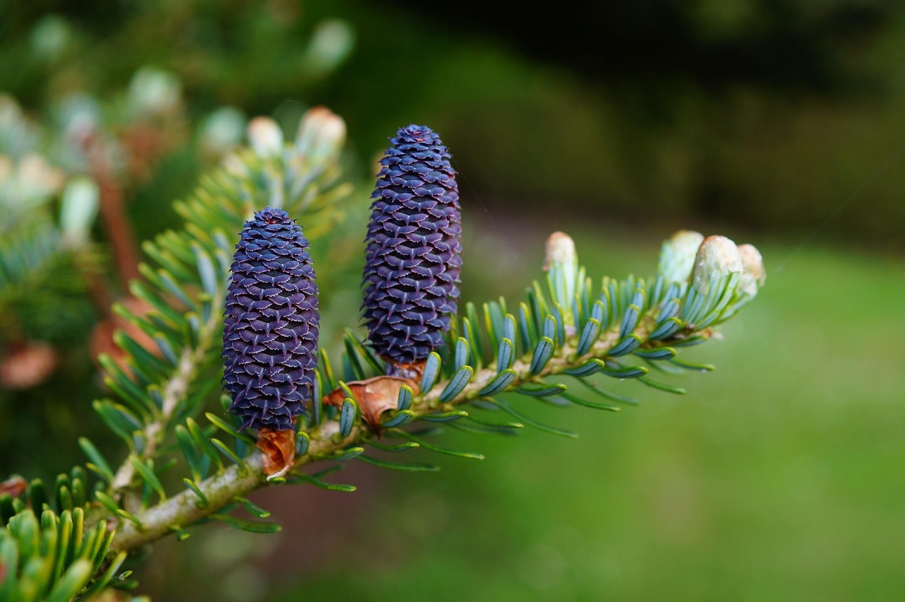 Close-up of pine cones on the forest floor, with a natural, earthy background.