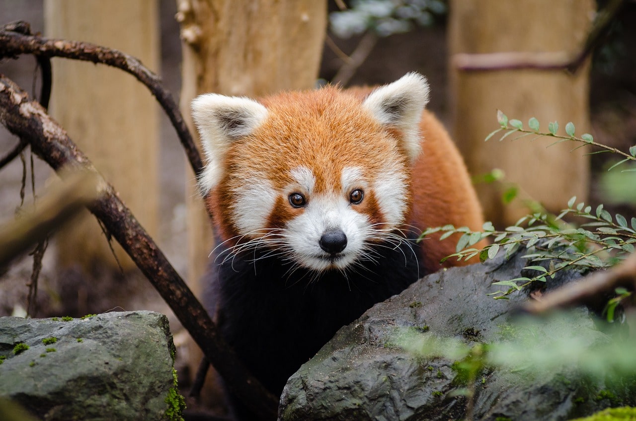 A rare and playful red panda spotted in the forests of Nepal, adding a touch of wonder to the wild.