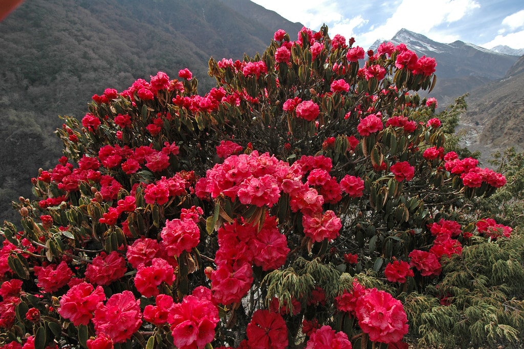 Blooming rhododendron flowers in the Himalayas with mountain peaks in the background.