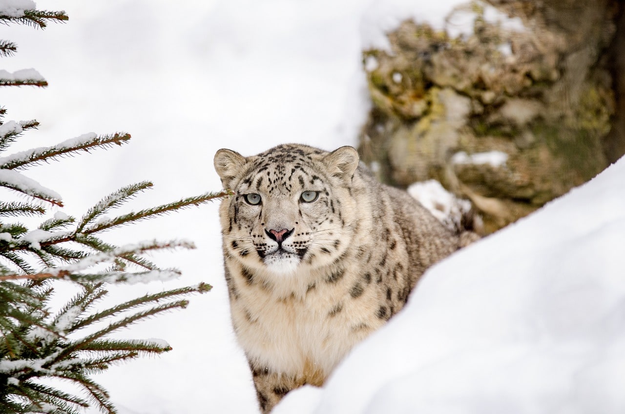 A snow leopard with its distinctive spotted coat, moving gracefully through the snow-covered landscape.