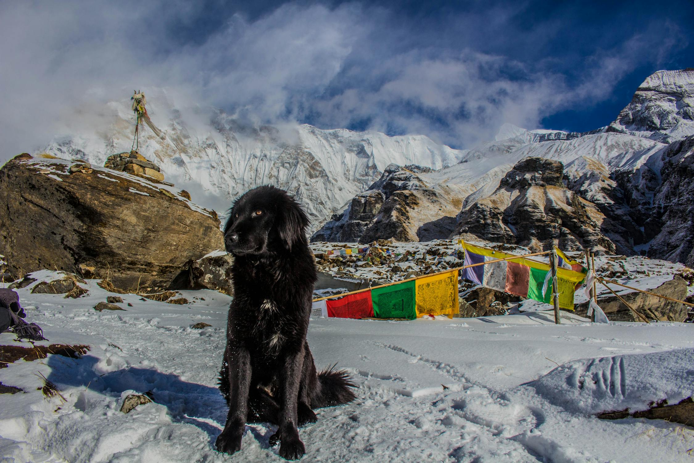 A beautiful black dog rests peacefully along the Annapurna trekking trail, becoming a silent companion to passing trekkers.