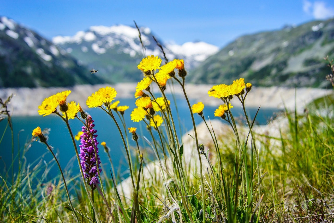 Blooming wildflower near Tilicho Lake with Himalayan mountains in the background.