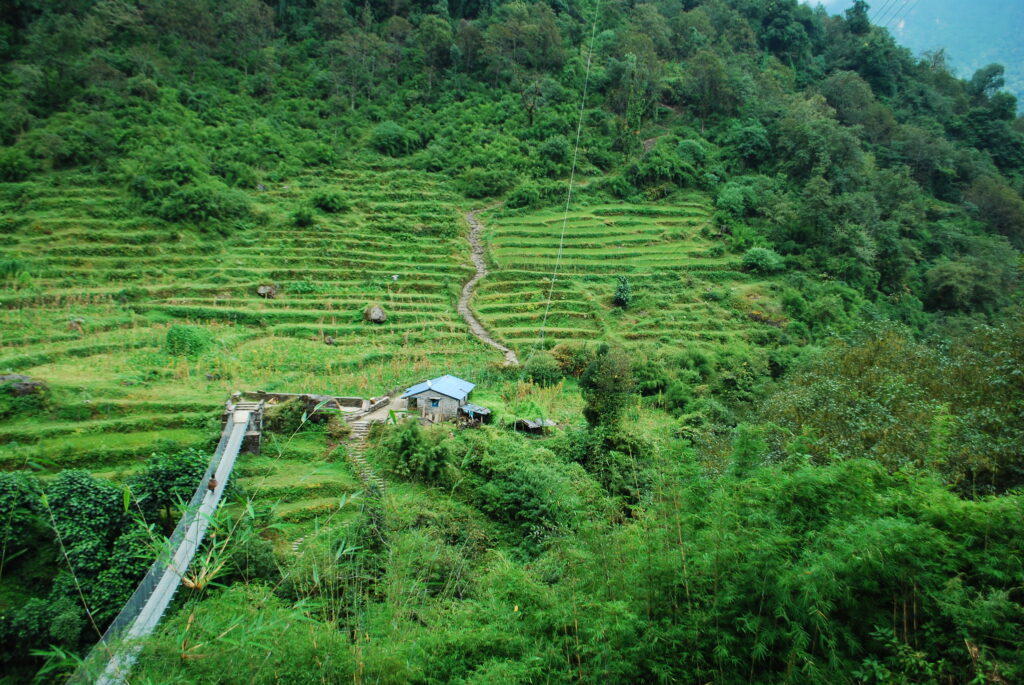Lush green hills and terraced fields in Sinuwa village along the Annapurna Base Camp trek route.