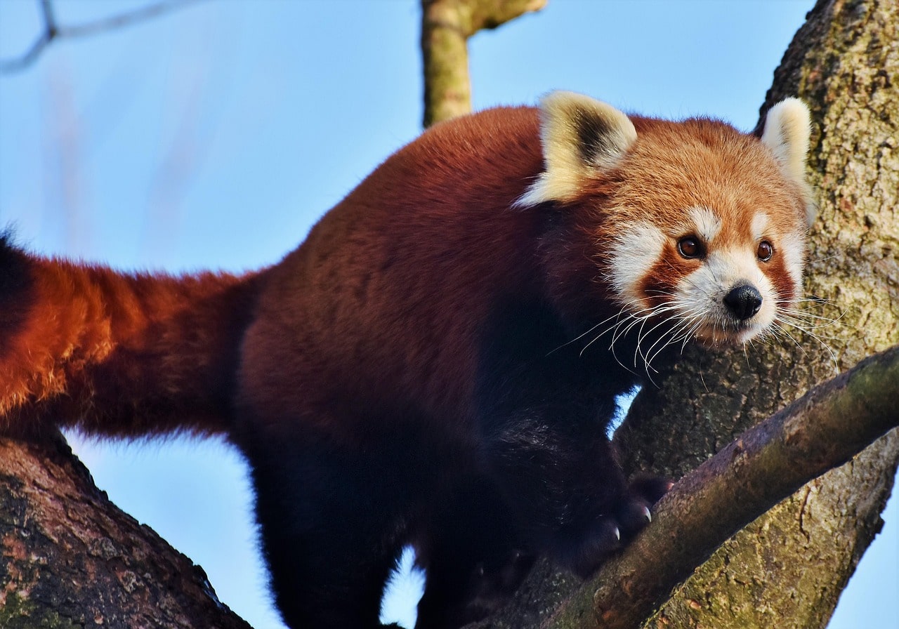 Close-up of a red panda sitting on a tree branch with reddish-brown fur and a bushy tail.