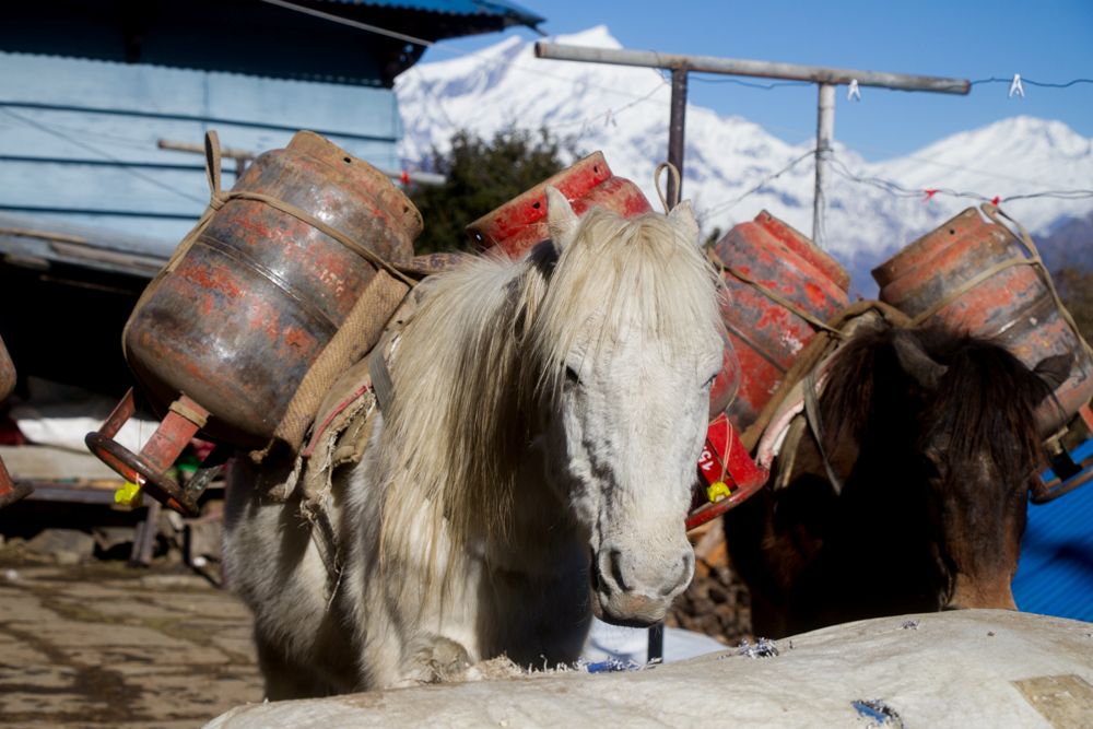 Donkey walking on Langtang Trekking Trails