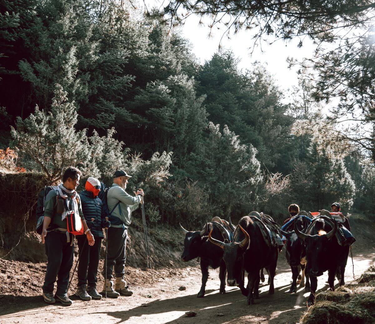 Everest trekking trail