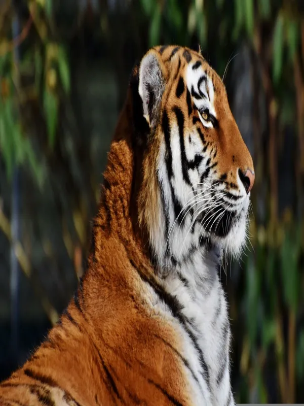 Bengal tiger in Koshi tappu reserve