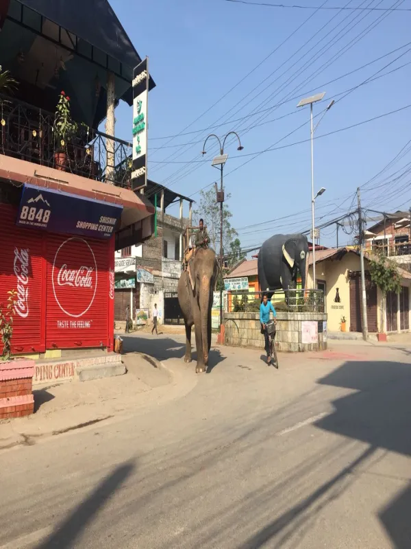 Elephant roaming in Chitwan
