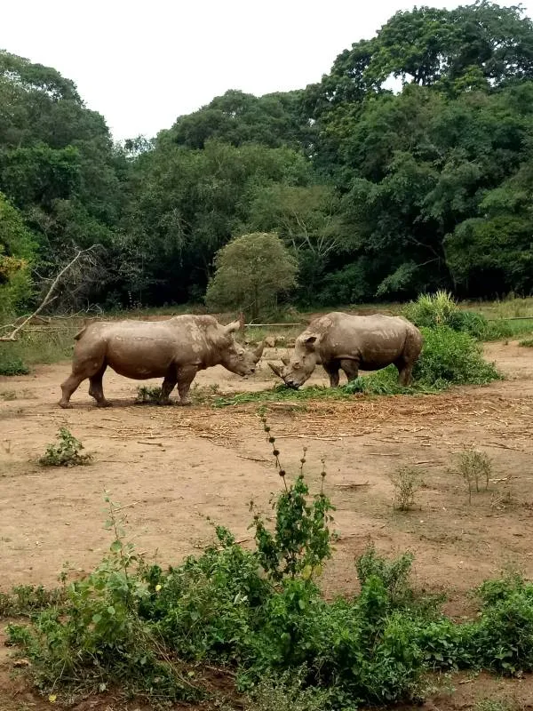 Exclusive Rhino seen at Chitwan National Park