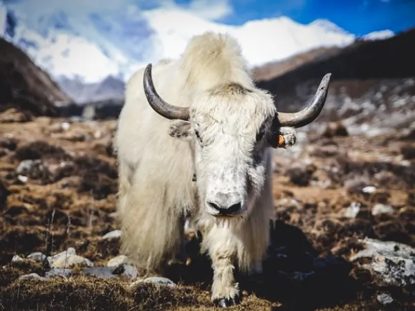 A Himalayan Yak Sitting