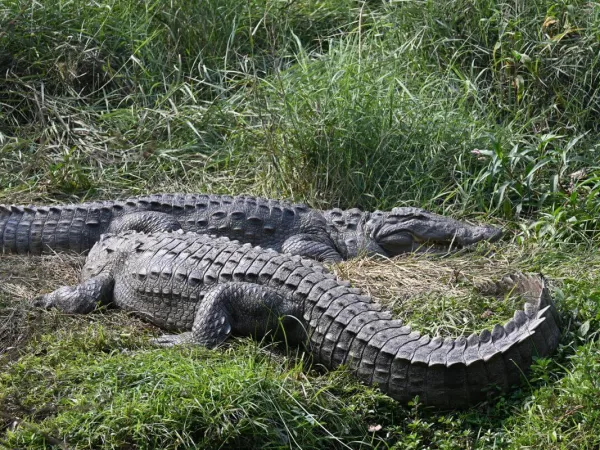 Alligator At Chitwan