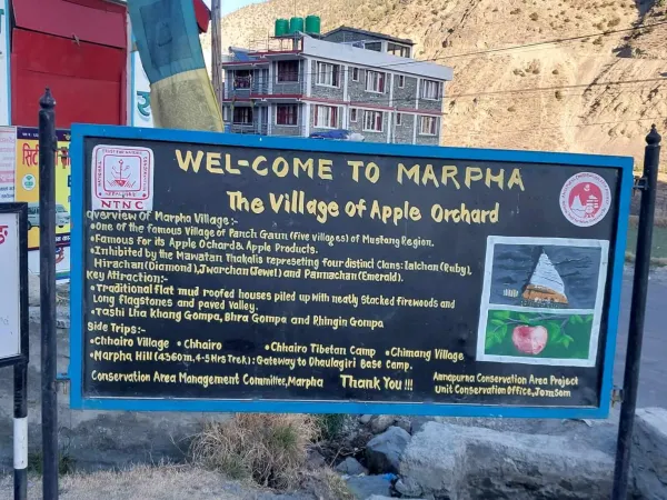 Apple Orchard In Marpha