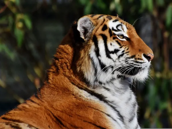 Bengal Tiger In Koshi Tappu