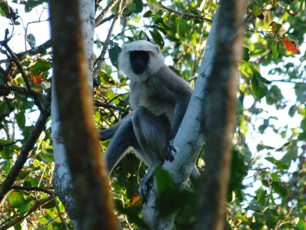 Black Langoor In Chitwan